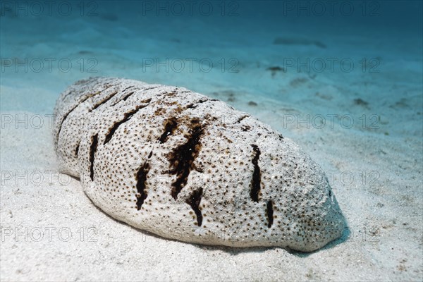 Brown Spot Sea Cucumber (Holothuria fuscopunctata) on sand