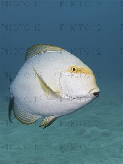 Yellow Mask Doctor (Acanthurus xanthopterus)