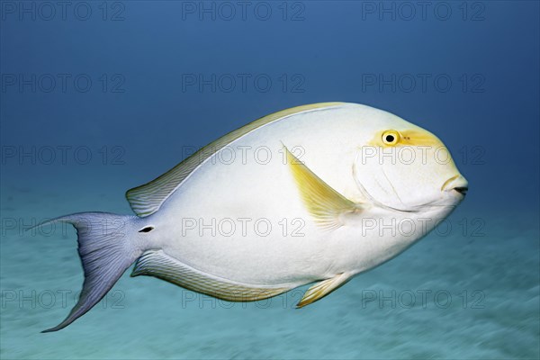 Yellowfin Surgeonfish