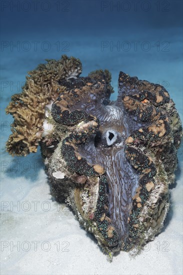 Giant Clam (Tridacna gigas) covered with soft coral (Cladiella sp.)