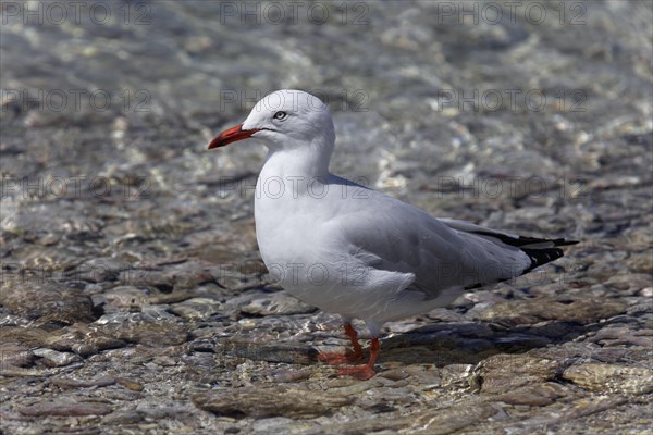 Silver Gull (Larus novaehollandiae) standing in water