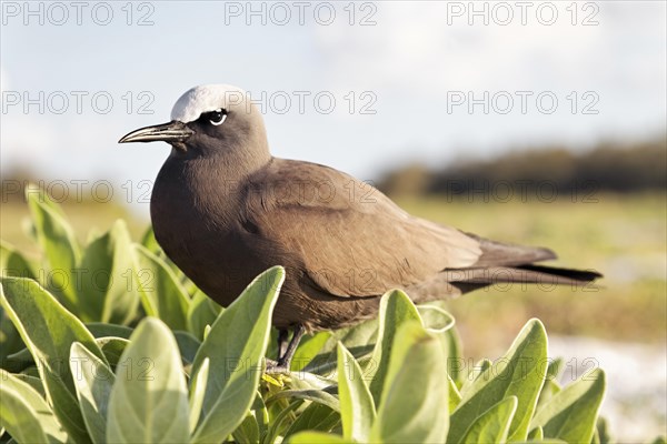 Brown Noddy (Anous stolidus) sitting between leaves