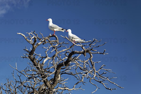 Silver gulls (Larus novaehollandiae) on dry tree