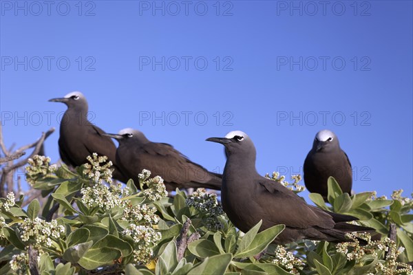 Brown Noddy (Anous stolidus) on tree