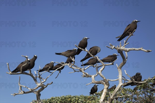 Brown Noddy (Anous stolidus) on dry tree