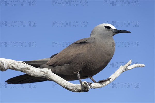 Brown Noddy (Anous stolidus) sitting on a dry branch