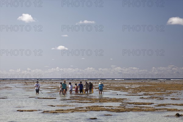 Tourists observe animals in rockpools