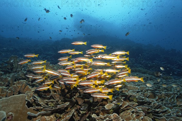 Shoal of two-spot banded snappers (Lutjanus biguttatus) swimming over coral reef