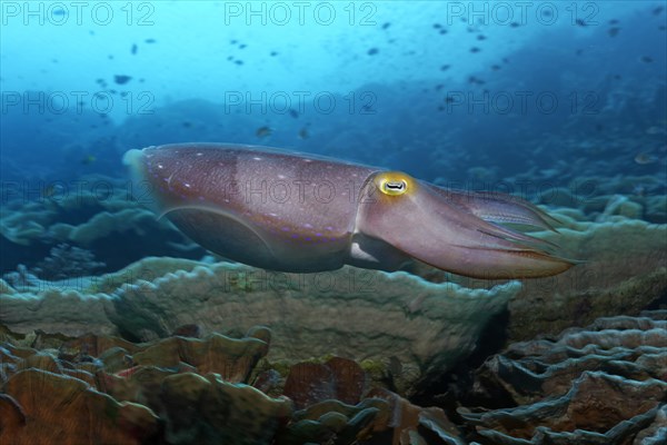 Broadclub cuttlefish (Sepia latimanus) swimming over coral reef