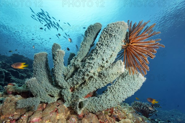 Green prickly tube sponge (Gelliodes sp.)