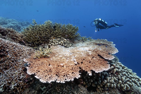 Diver above coral reef