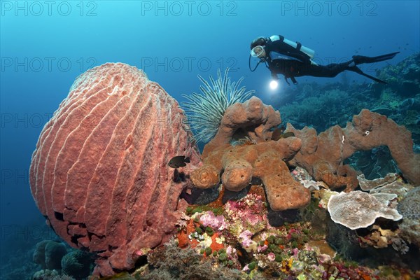 Diver observing barrel sponge (Xestospongia testudinaria) and Bennett's feather star (Oxycomanthus bennetti) on brown sponge (Desmapsamma sp.)