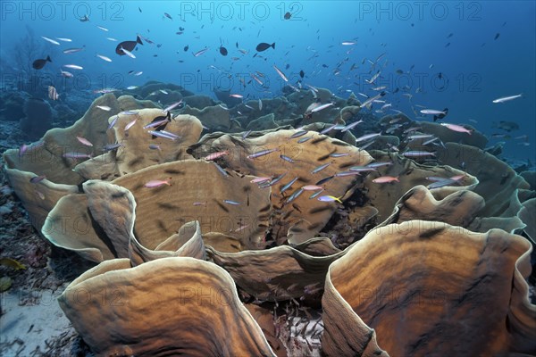 Disc coral (Turbinaria mesenterina)