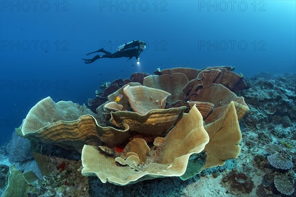 Diver observing large disc coral (Turbinaria mesenterina)