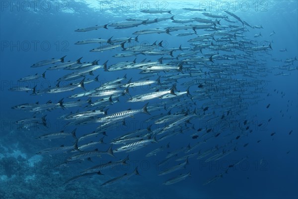 Shoal of Blackfin barracudas (Sphyraena qenie) swimming in open ocean