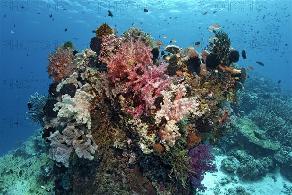 Various corals