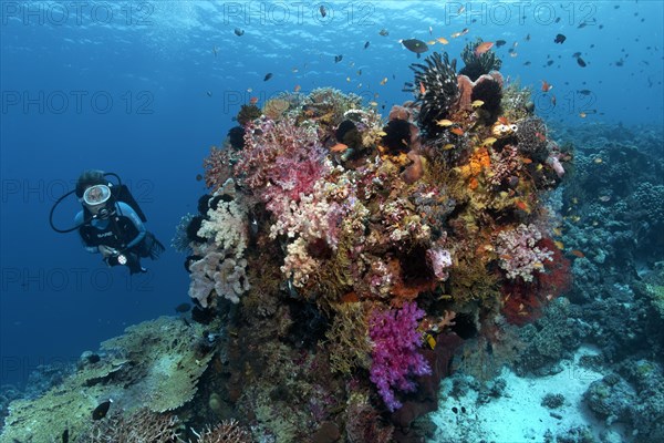 Diver observing various corals