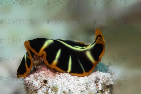 Divided flatworm (Pseudoceros cf dimidiatus)