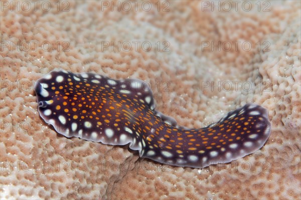 Linda's flatworm (Pseudoceros lindae)