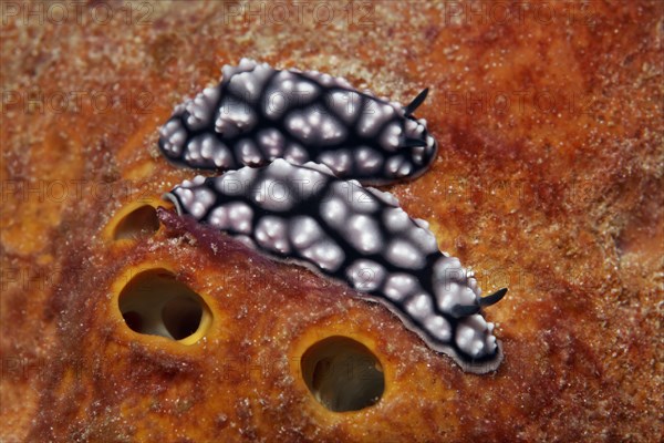 Two pustulose wart slugs (Phyllidiella pustular) on sponge