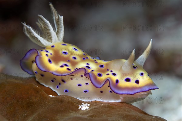 Sea slug