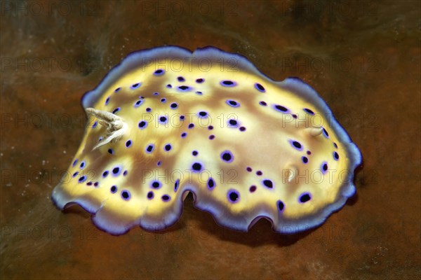 Sea slug