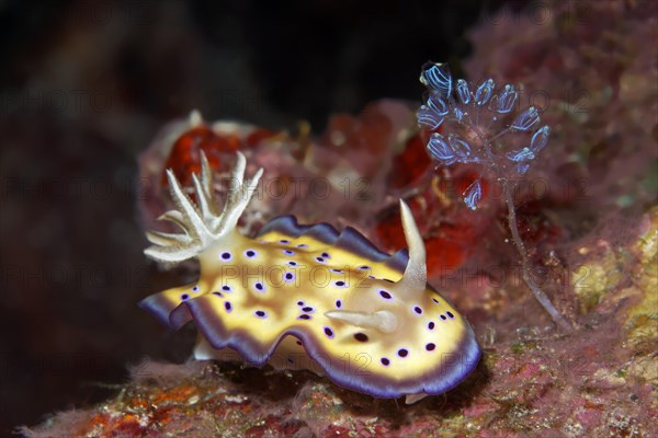 Sea slug