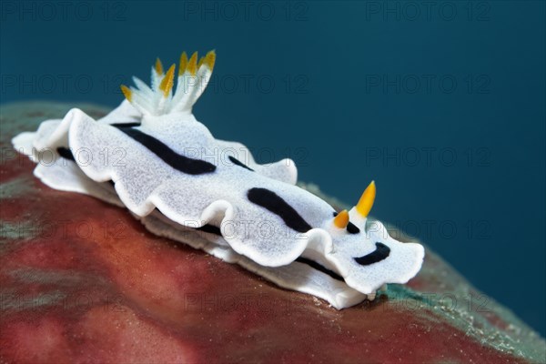 Sea slug