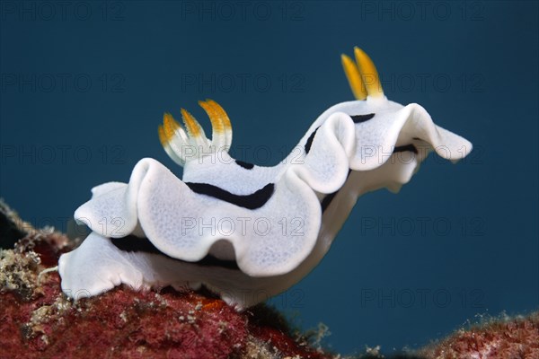 Sea slug