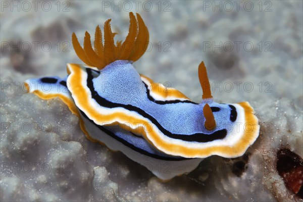 Sea slug