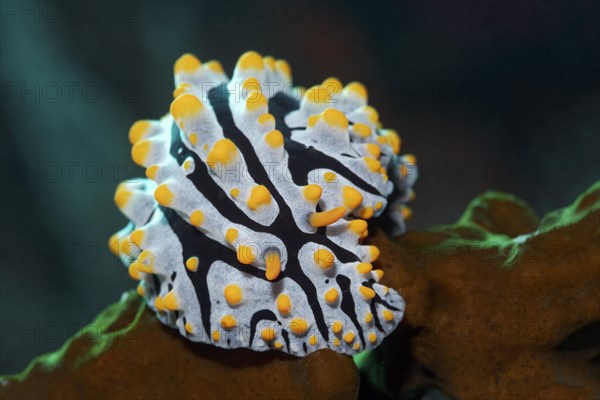 Sea slug