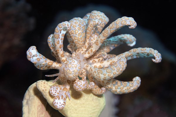 Solar-powered phyllodesmium (Phyllodesmium longicirrum) eating leather coral