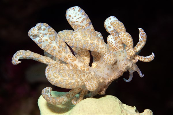 Solar-powered phyllodesmium (Phyllodesmium longicirrum) eating leather coral