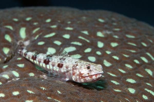 Variegated Lizardfish (Synodus variegatus) lying on stony coral