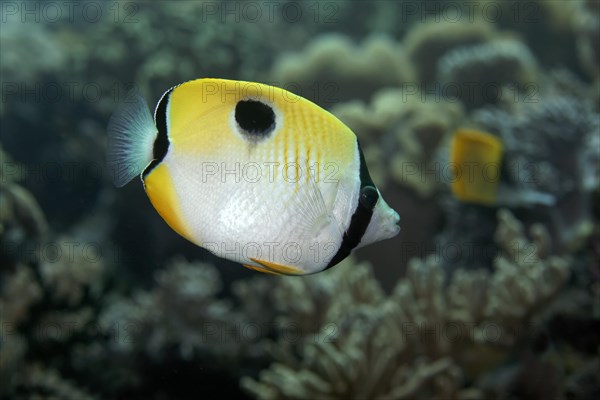 Teardrop Butterflyfish (Chaetodon unimaculatus) swimming over coral reef