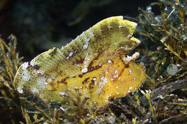 Paperfish (Taenianotus triacanthus)