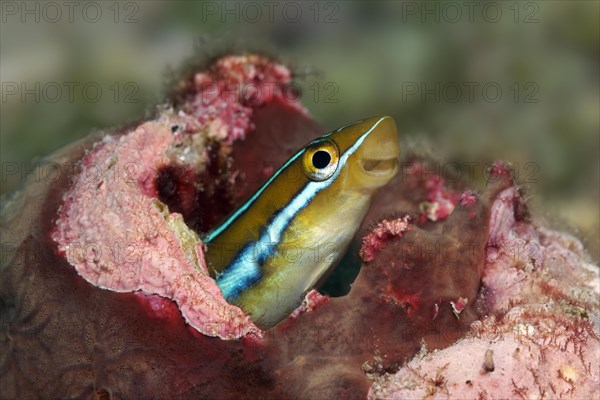 Bluestriped fangblenny (Plagiotremus rhinorhynchos) in hiding