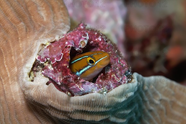 Bluestriped fangblenny (Plagiotremus rhinorhynchos) in hideout