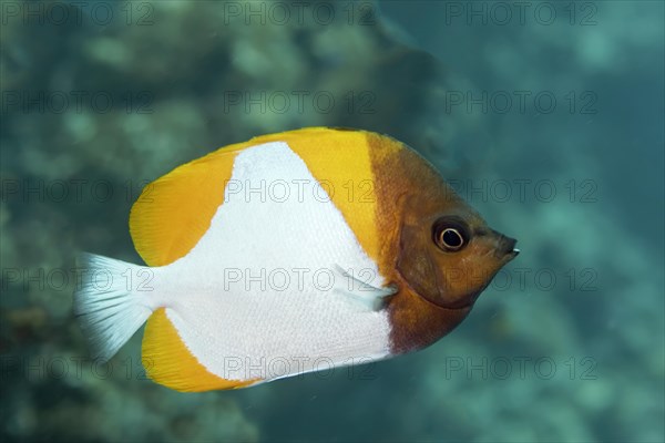 Yellow Pyramid Butterflyfish (Hemitaurichthys polylepis)