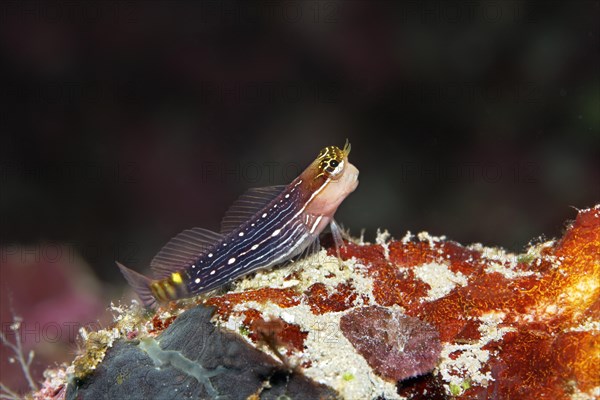 White-lined Comb-Tooth (Ecsenius pictus)