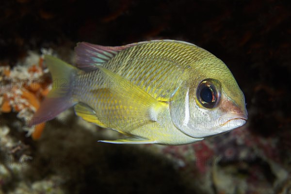 Pearly Monocle Bream (Scolopsis margaritifera)