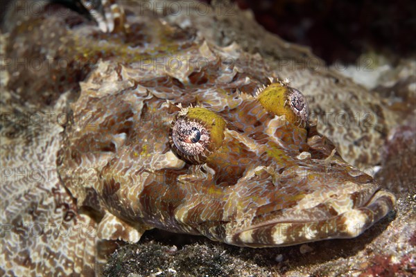 Crocodilefish (Cymbacephalus beauforti)