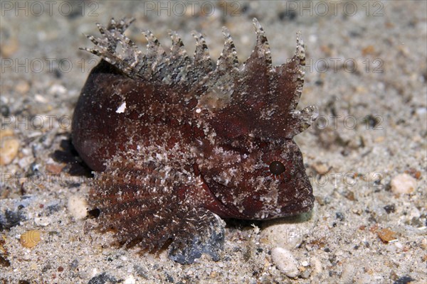 Wispy Waspfish (Paracentropogon longispinis) on sandy ground