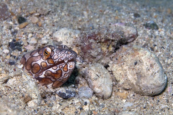 Napoleon Snake Eel (Ophichthus bonaparti)