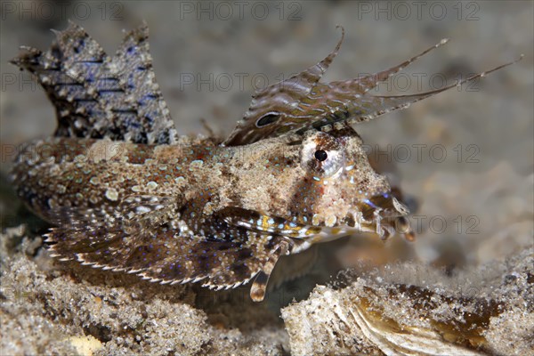 Kuiter's Dragonet (Dactylopus kuiteri)