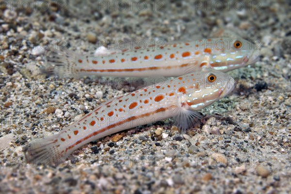 Couple of Orange-Spotted Sleeper-Goby (Valenciennea puellaris) on sand