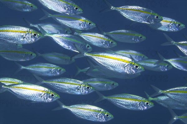 Shoal Bigeye Scad (Selar crumenophthalmus)