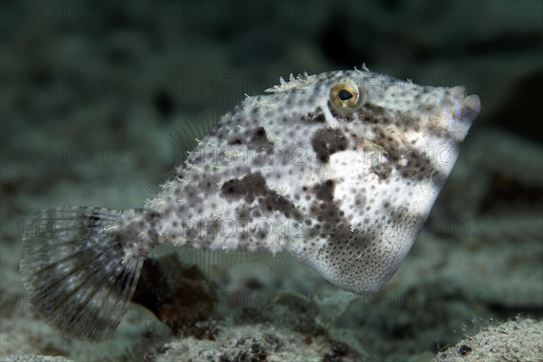 Strap-Weed Filefish (Pseudomonacanthus macrurus)