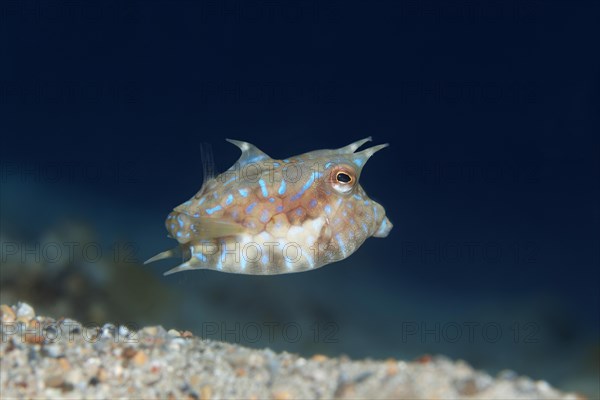 Thornback Cowfish or Shorthorn Cowfish (Lactoria penthacantha)