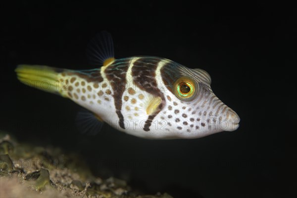 Valentinni's Sharpnose Puffer (Canthigaster valentini)